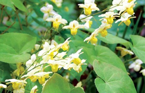 Dâm dương hoắc vị thuốc bổ thận tráng dương cho Nam Giới