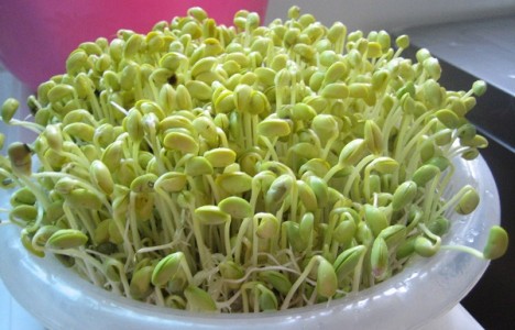 Mầm đậu nành nội tiết tố thực vật từ thiên nhiên! U xơ, u nang có uống được không?