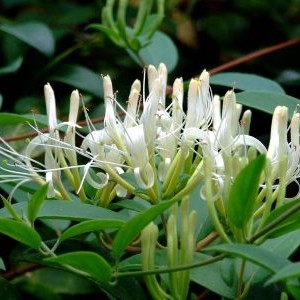 Kim Ngân Hoa Dược Tính Có 1 Không 2