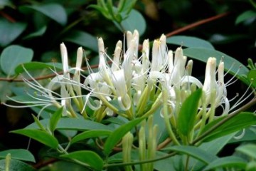 Kim Ngân Hoa Dược Tính Có 1 Không 2 
