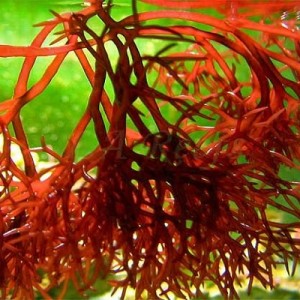 Tác dụng của Aquamin F tảo đỏ trong 12h men