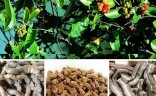 Ba kích vị thuốc bổ thận tráng dương