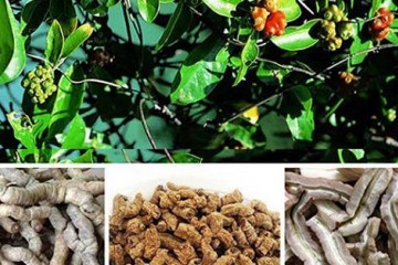 Ba kích vị thuốc bổ thận tráng dương