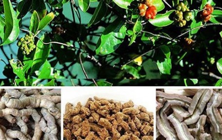 Ba kích vị thuốc bổ thận tráng dương