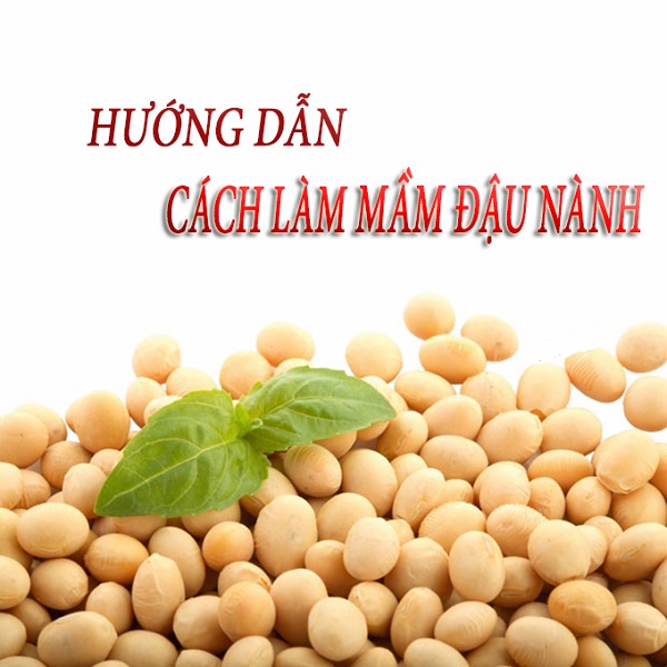 Hướng dẫn cách làm mầm đậu nành tại nhà 