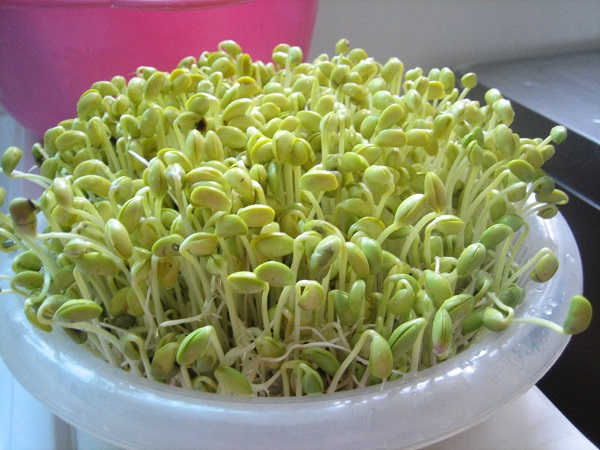 Mầm đậu nành tươi
